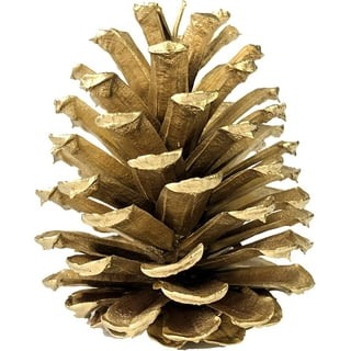 Brown Large 8 Wooden Colorado Ponderosa Natural Pinecones For Crafts
