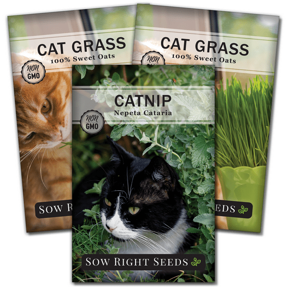 Catnip and Cat Grass Seed Collection - Non GMO - 3 Count