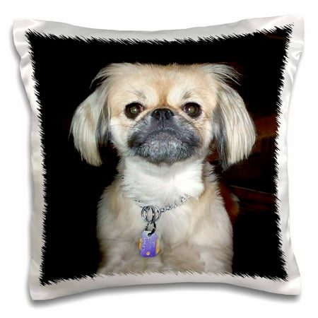 Pekingese Pillow - 3dRose Pekingese - Pillow Case, 16 by 16-inch