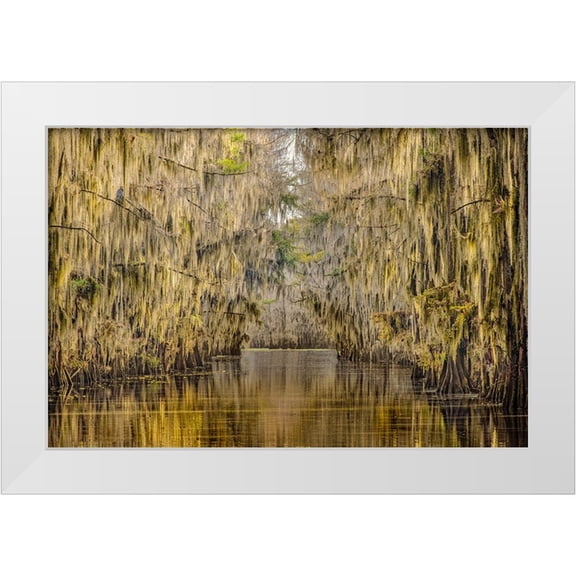 Jones, Adam 14x11 White Modern Wood Framed Museum Art Print Titled - Bald cypress trees draped in Spanish moss in autumn lining Government Ditch Caddo Lake