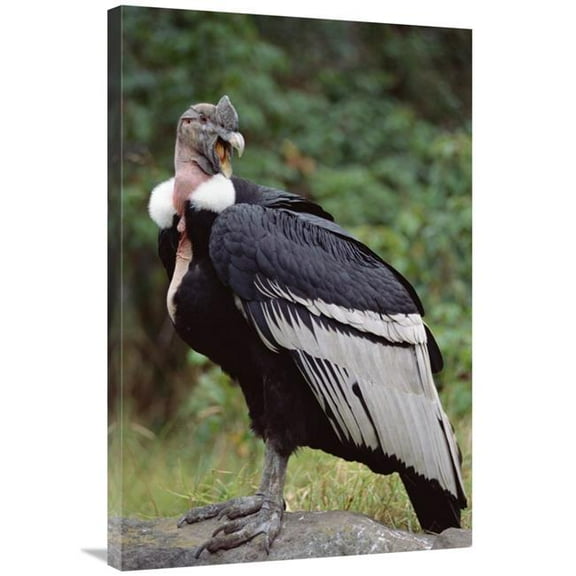 24 x 36 in. Andean Condor Male, Cayambe, Ecuador Art Print - Tui De Roy