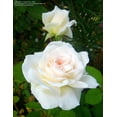 thumbnail image 3 of 30 Rare Seeds| Prairie Star Hardly Rose Seeds-Authentic Seed-Flowers-Rose seed-Herb seed-Vegetable Seeds-Mix Seeds for Plant-B4G1#1012, 3 of 5