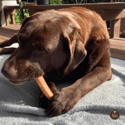 Bully Bunches Premium 6 Inch Jumbo Bully Stick - 6 Pack