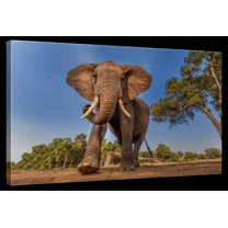 Elephant Stock Playful African Elephant Wall Art - Horizontal Canvas Wall Art - Living Room Wall Decor - Photography Animal Canvas - Brown And Green Decor - 24" x 16"