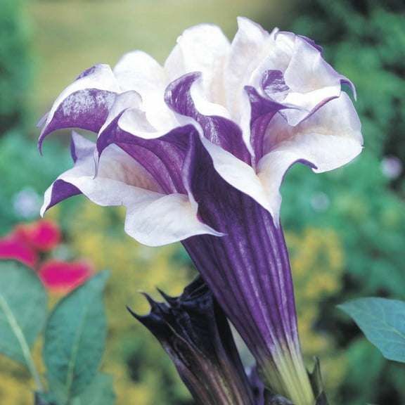 Purple Flowering People Eater Angel Trumpet Datura Perennial Starter Plant - 1 starter plant per offer