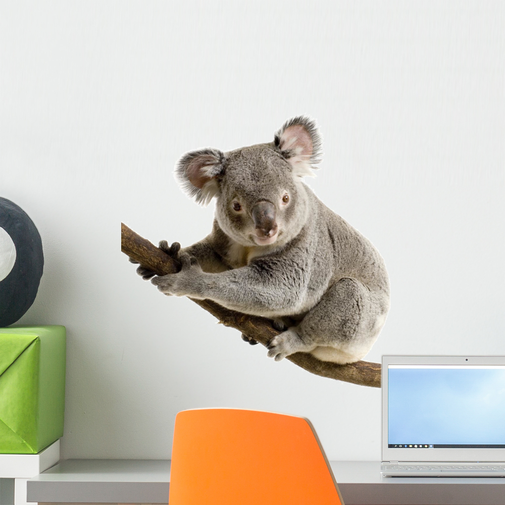 Koala Wall Decal by Wallmonkeys Peel and Stick Graphic (18 in H x 18 in W) WM235494