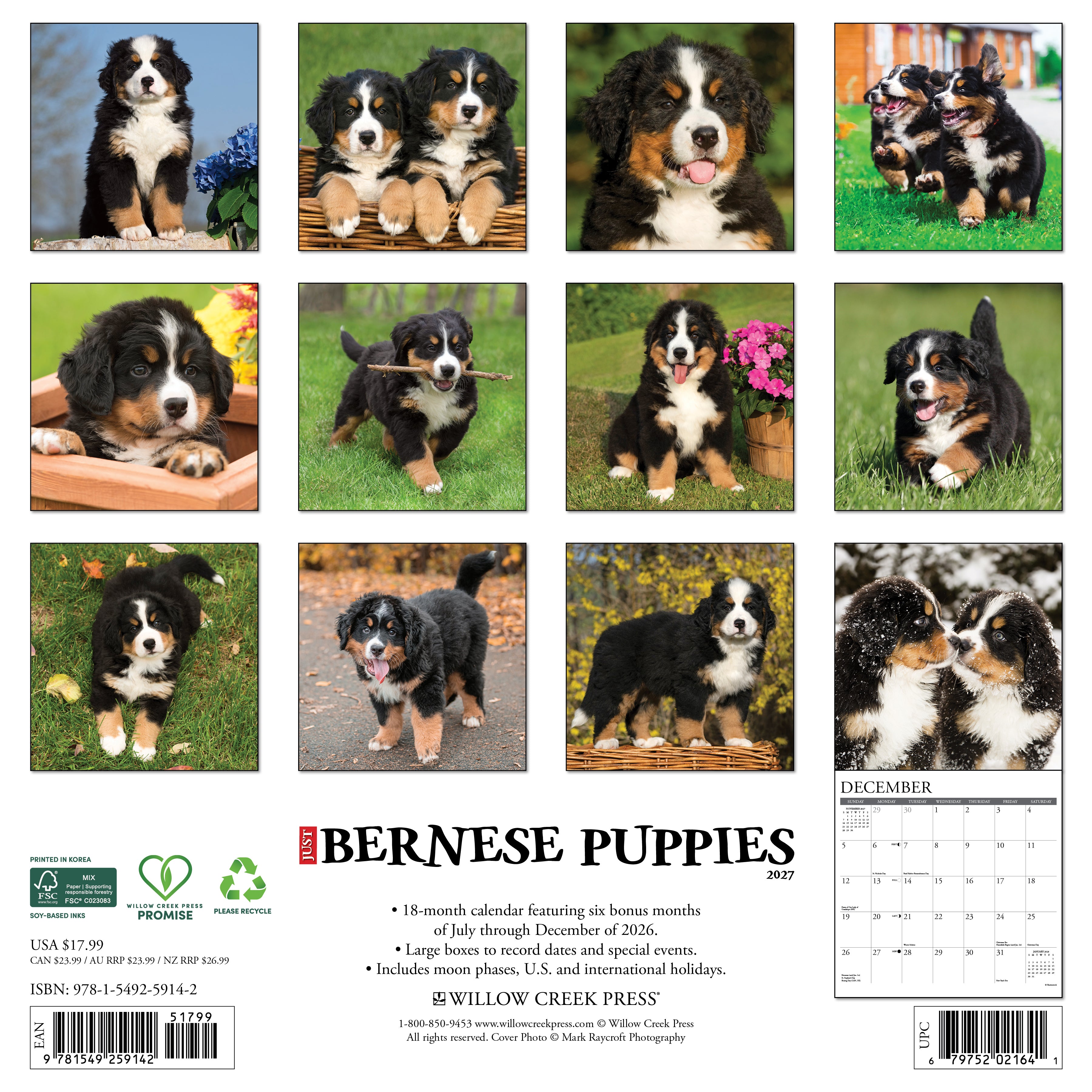 Willow Creek Press, Bernese Mountain Puppies 2027 Wall Calendar