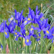 Colorful Mixed Dutch Iris-Blue, Yellow, Purple, White Flowers - 30 Bulbs - Attracts Bees & Butterflies - Spring Blooming, Easy to Grow & Maintain