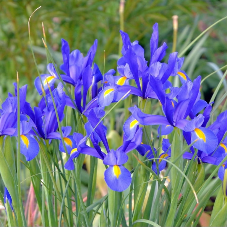 Mixed Dutch Diva Iris Bulbs - Set of 30 Mixed Dutch Diva Iris Bulbs - Set of 30