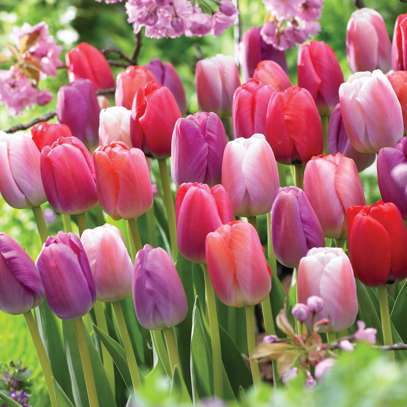Van Zyverden Tulip Pride Mix Dormant Flower Bulbs, Full Sun, Multicolor