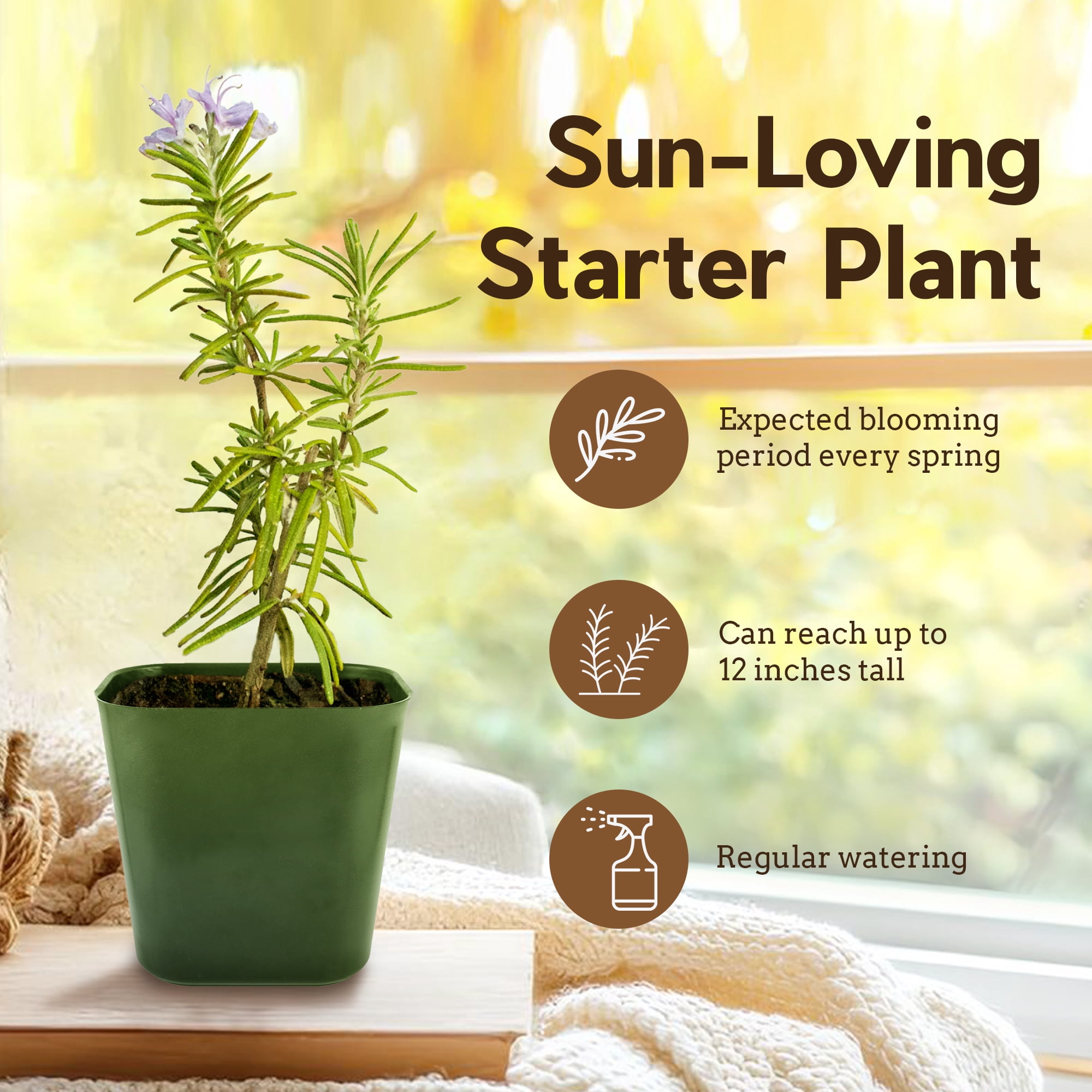 My Shelfie - Rosemary Plant Starter, Aromatic Rosemary Plants Live in 2-Inch Pot, Live Plants 2-3 Inch Tall, Blue-Purple Rosemary Herb Plants, Bee-Friendly, Green, 2-Pack