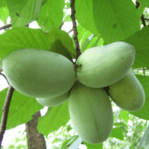 Dormant Paw Paw Tree Live Plant in Quart Pot, Asimina Triloba from 8-10 Inch Tall for Gardening