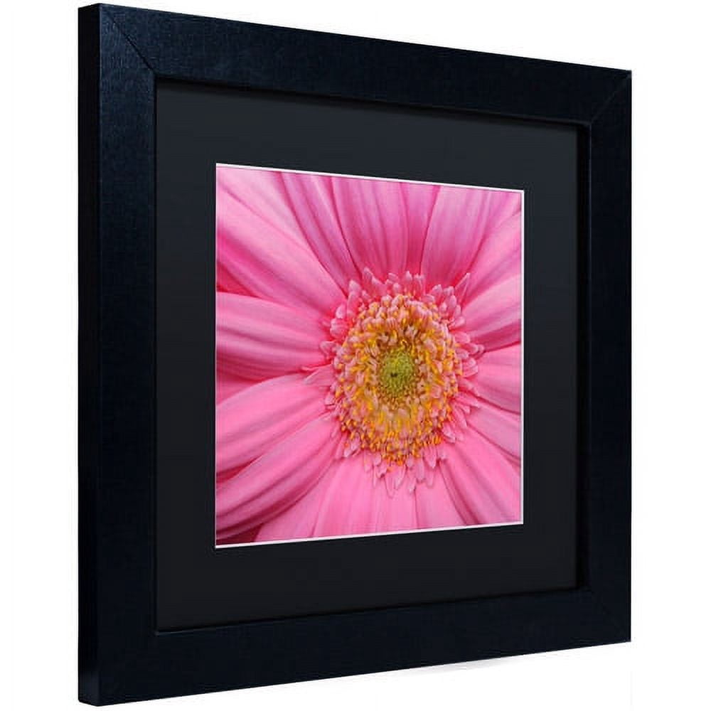Trademark Fine Art "Pink" Canvas Art by Kurt Shaffer Black Matte, Black Frame