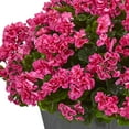 thumbnail image 3 of Nearly Natural 33" Pink Geranium Plastic Artificial Plant in Slate Planter UV Resistant, 3 of 3