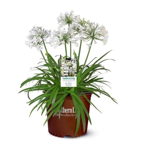 Southern Living Ever White Agapanthus 'Lily of the Nile' Live Shrub in 2.5-Quart Grower Pot