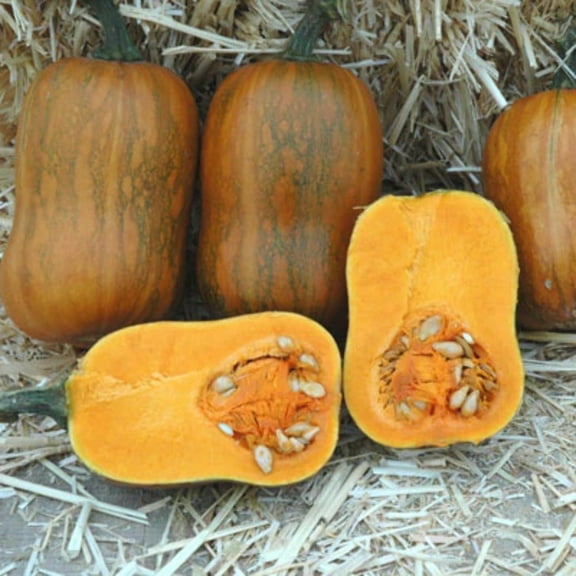 Harris Seeds - Squash Seeds - Treated Honeynut Variety - Non-GMO - 25 Seeds
