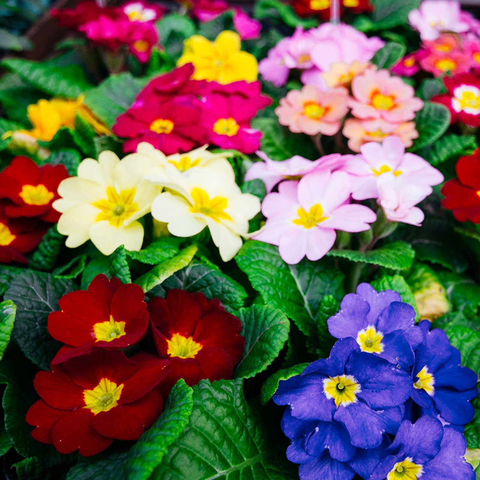 12 Jumbo Primrose Bedding Pack Mix F1 Variety Mixed Coloured Primroses Beds Winter & Spring Colour Pots & Containers 12 Large Garden Ready Plants for Baskets Blooming Outdoor Flowers
