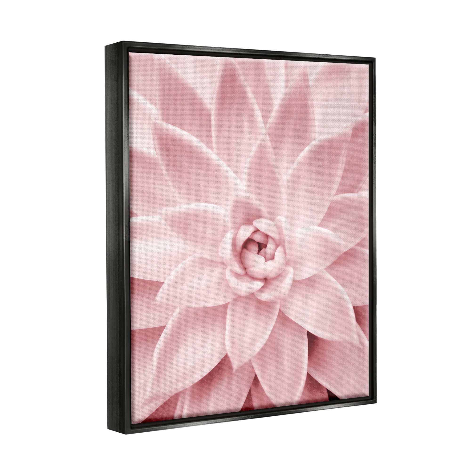 Stupell Industries Pastel Pink Succulent Botanical & Floral Photography Black Floater Framed Art Print Wall Art, 25 x 31