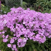 Angle View: Proven Winners 2.5QT Multicolor Phlox, Full Sun, Live Plants with Grower Pot
