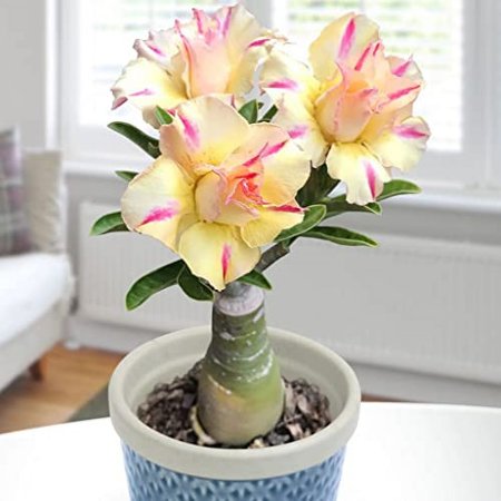 Desert Rose plant, -Beautiful holiday decorations,Blooms - Easy Care,No Watering Needed