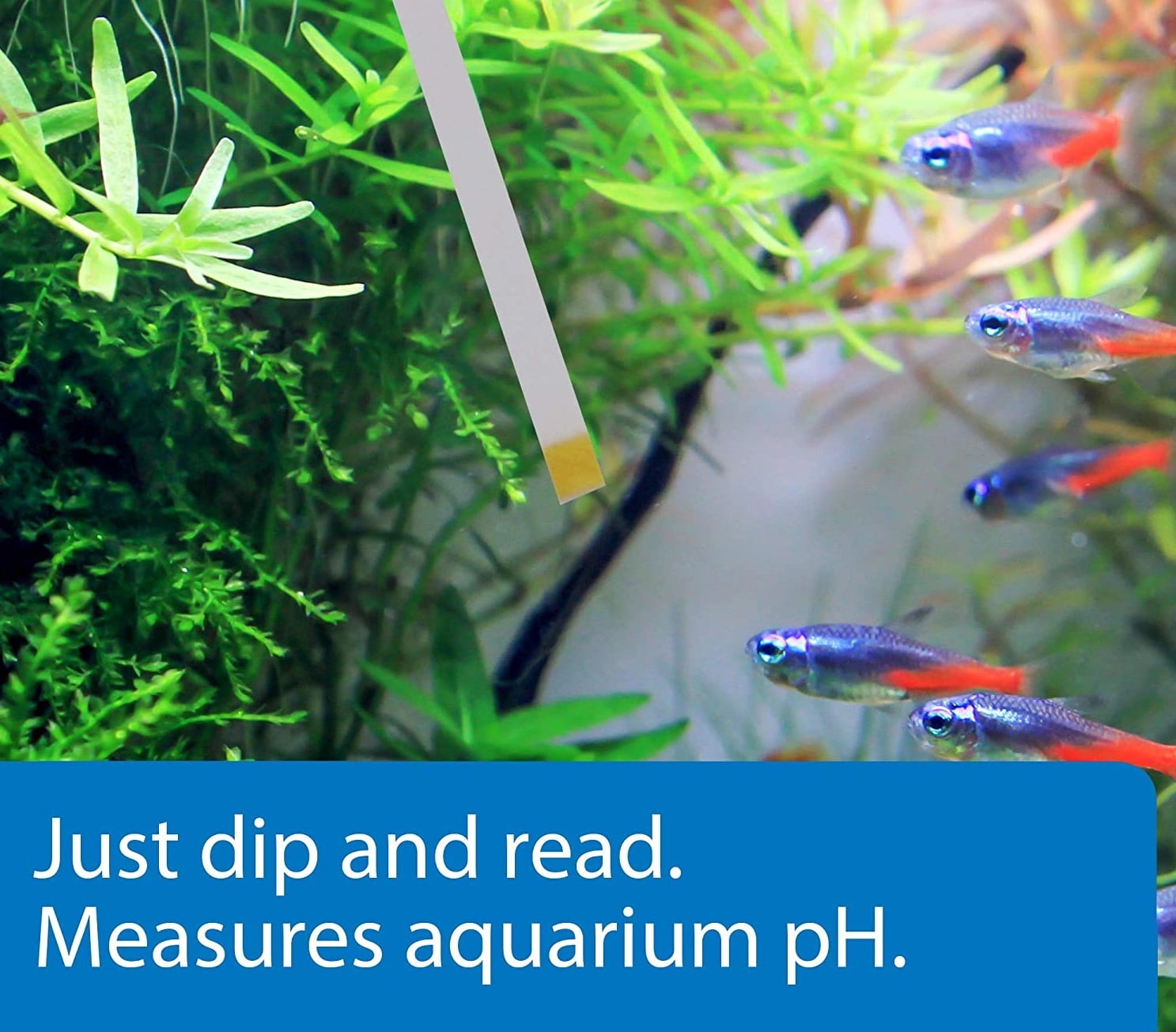 API pH Test Strips for Freshwater and Saltwater Aquariums [Aquarium Water Test Kits, Aquarium Supplies] 75 count (3 x 25 ct)