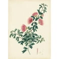 thumbnail image 3 of Unknown 18x24 Black Modern Framed Museum Art Print Titled - Splendors of Botany X, 3 of 5