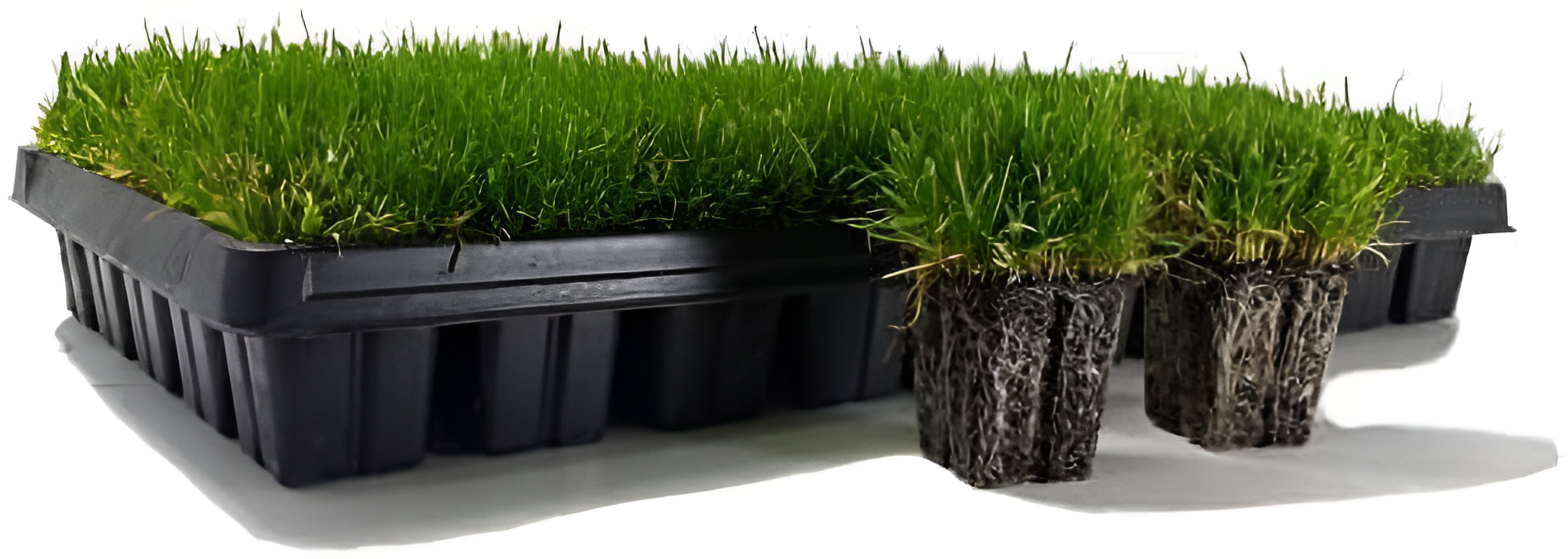 Zoysia Plugs - 50 Full & Lush Grass Plugs