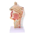 thumbnail image 2 of Modelo de Cavidad Laringofaríngeo Oral Nasal de Tamaño - 11,5 x 18,5, 2 of 8