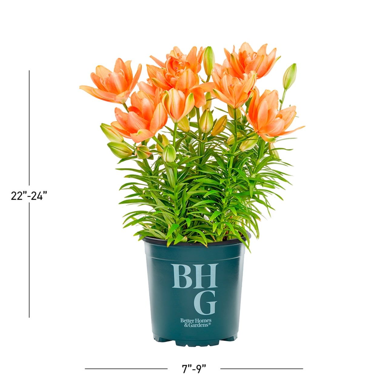 3-PK Better Homes & Gardens 2QT Asiatic Lilies Tiny Double Dutch Orange Live Plant Grower Pot Full Sun