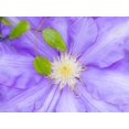 thumbnail image 2 of Gulin, Sylvia 18x15 Gold Ornate Wood Framed with Double Matting Museum Art Print Titled - Oregon-Salem close-up of purple blooming Clematis flower, 2 of 4
