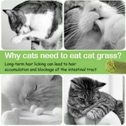 HavenJanny 50g Freeze-Dried Chicken Cat Grass Teething Stick - Edible Cat Treats for Teeth Cleaning & Hairball Removal