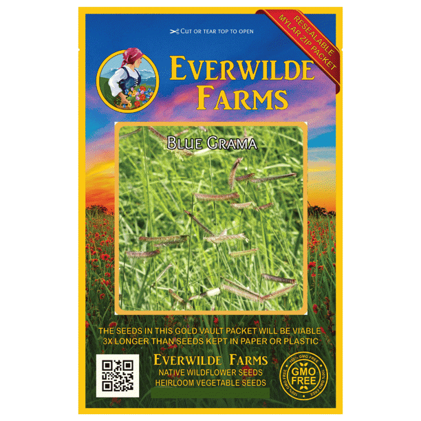 Everwilde Farms 1000 Blue Grama Native Grass Seeds Gold Vault Jumbo