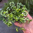 thumbnail image 2 of Trifolium Lucky Clover, Dark Eye, Shamrock Clover - Pot Size: 3in (2.6x3.5in) - House Plants, 2 of 4