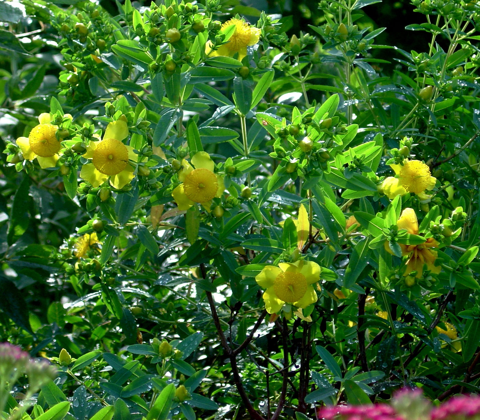 Sunburst St. John�s Wort Perennial Hypericum 4&quot; Pot