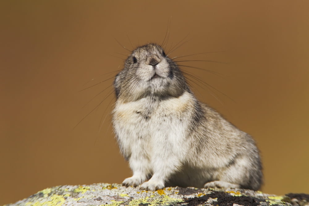 Collared Pika Sitting On A Lichen Coverd Rock With Inquisitive Expression And Showing Long Whiskers Hatcher Pass Talkeetna Mountains Southcentral Alaska Autumn Canvas Art - Milo Burcham Design Pics (