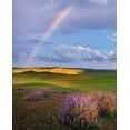 thumbnail image 2 of Fitzharris, Tim 26x31 White Modern Wood Framed Museum Art Print Titled - Giant lupines-Carrizo Plains National Monument-California, 2 of 4