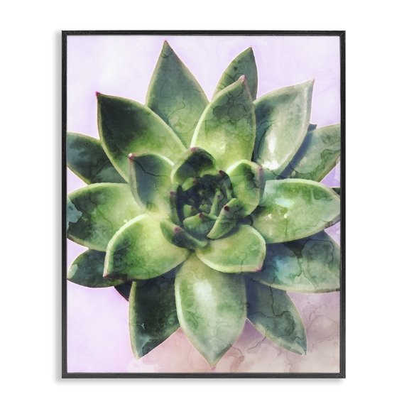 Stupell Industries Contemporary Round Succulent Plant Leaves Black Framed Giclee Art, 11 x 14, by Lil' Rue