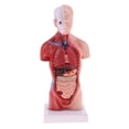 thumbnail image 2 of 2 Pedazos Modelo De Torso Estructura De Cerebro Viscera Suministro De Laboratorio 28cm, 2 of 9