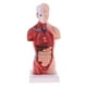 thumbnail image 2 of 2 Piezas Modelo de Torso Visceras Masculinas Cerebro Herramienta de Enseñanza, 2 of 9
