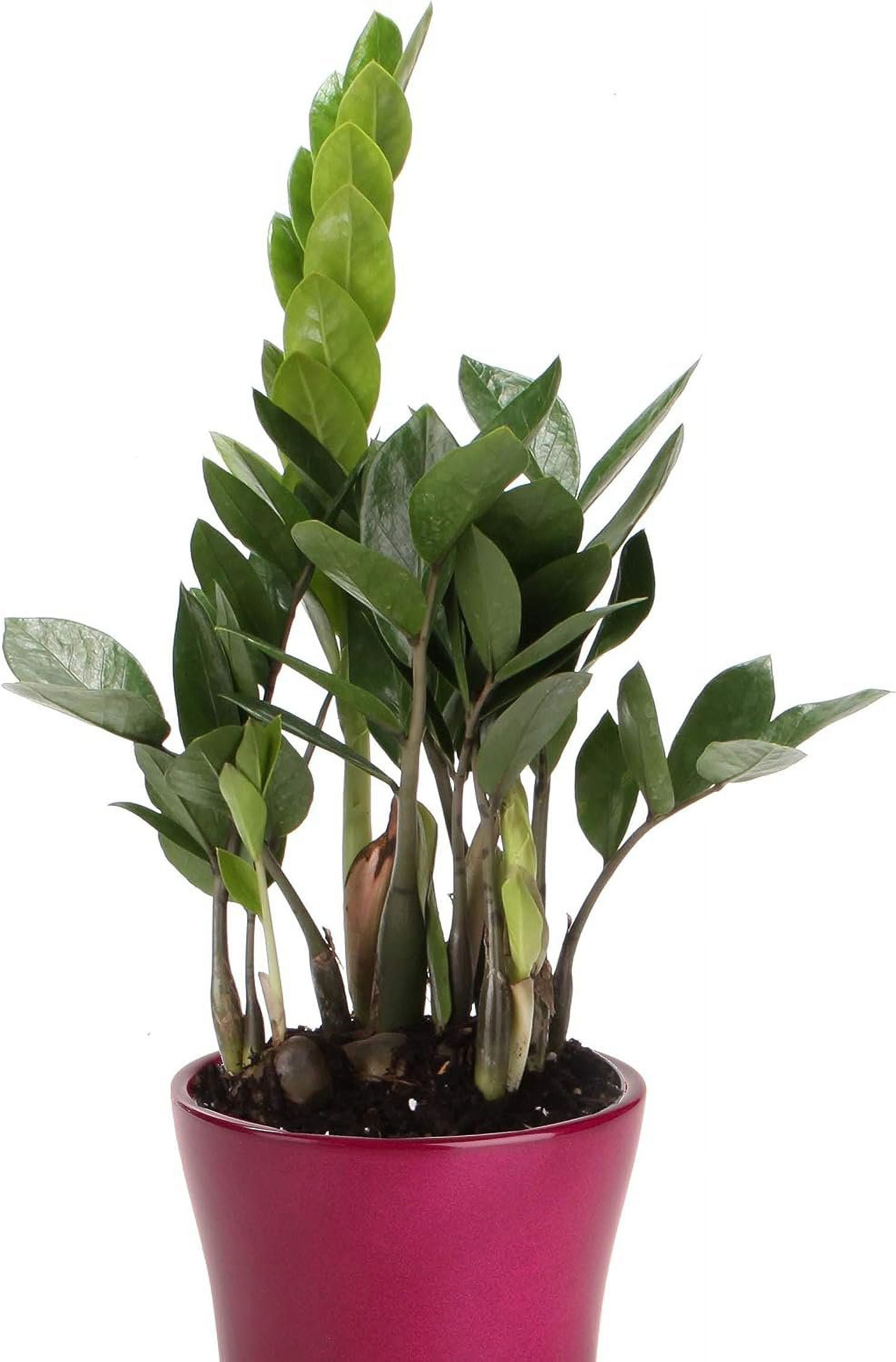 ZZ Plant - Live Plant in a 4 Inch Pot - Zamioculcas Zamiifolia - Beautiful Easy to Grow Air Purifying Indoor Plant
