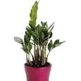 thumbnail image 4 of ZZ Plant - Live Plant in a 4 Inch Pot - Zamioculcas Zamiifolia - Beautiful Easy to Grow Air Purifying Indoor Plant, 4 of 5