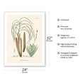 thumbnail image 2 of Guarika Palm Tree (Geonoma Schottiana) - Vintage Botanical Illustration by Carl Friedrich Philipp von Martius c.1820s - Fine Art Matte Paper Print (Unframed) 24x32in, 2 of 4