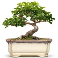 thumbnail image 1 of Macetas para suculentas, teagas, árbol bonsái de cerámica con drenaje, 30 cm, 1 of 7