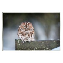 Stupell Industries Owl Perched Fence Post Wildlife Nature Photography Photograph Unframed Art Print Wall Art, Design by James Dobson