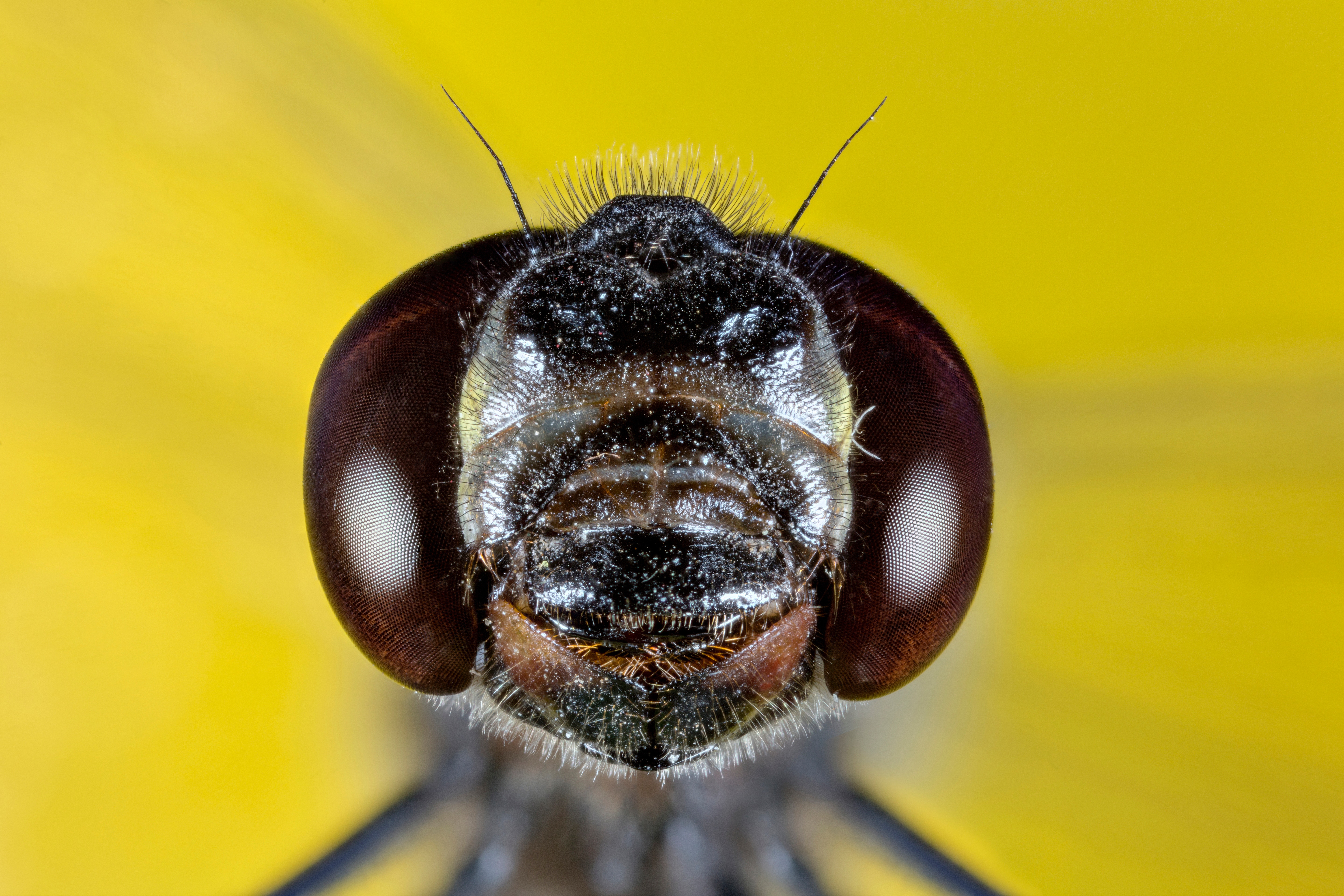 Bss macro