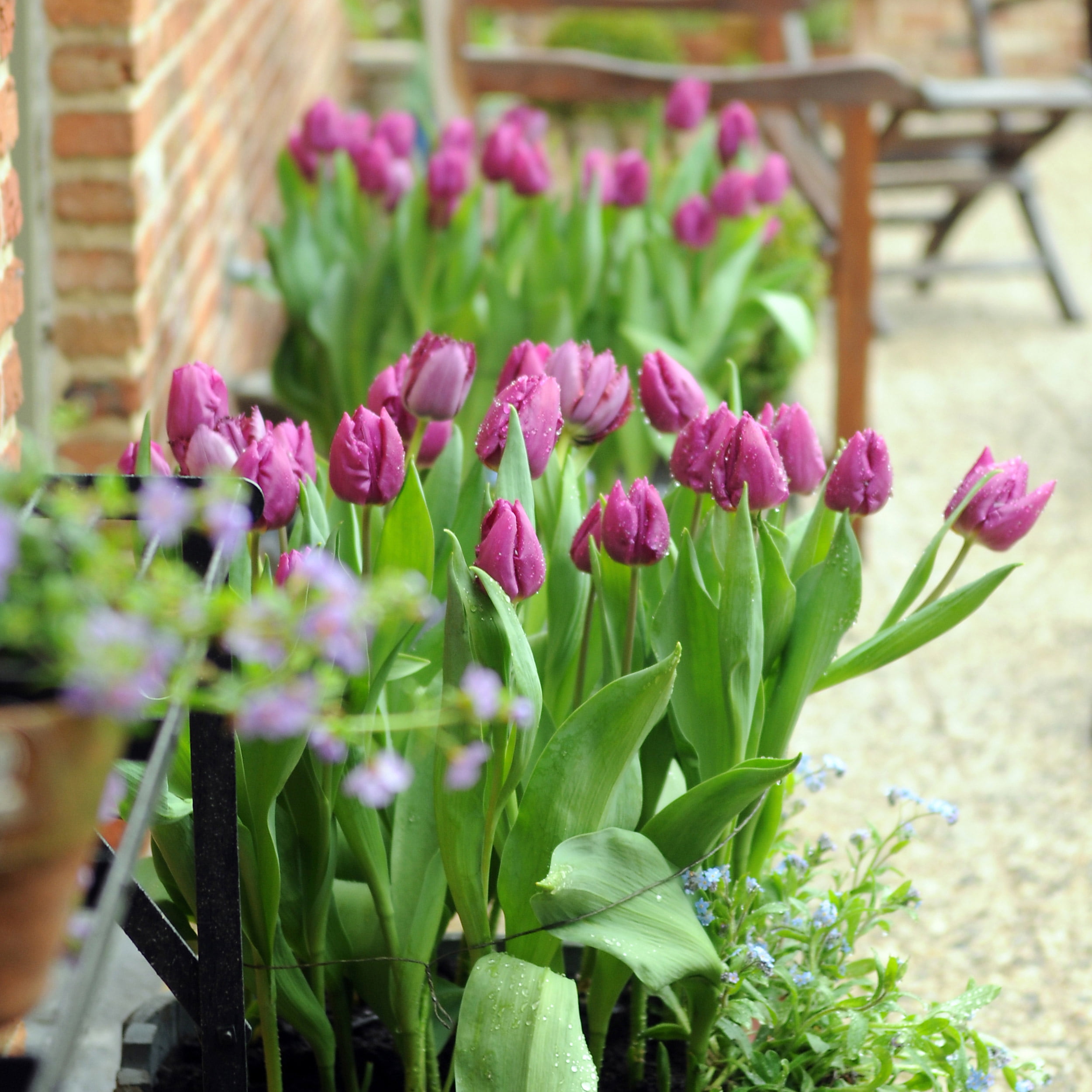 Garden State Bulb Single Early Purple Prince Tulip Flower Bulbs, 12/+ cm (Bag of 100)