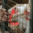 thumbnail image 4 of unbranded 10Ud De Para Gallinas En Con Colgante O De Para Uso Agrícola, 4 of 8