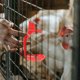 thumbnail image 4 of GAXIRE 10Ud De Para Gallinas Profesional Para Suministros En Granjas, 4 of 7