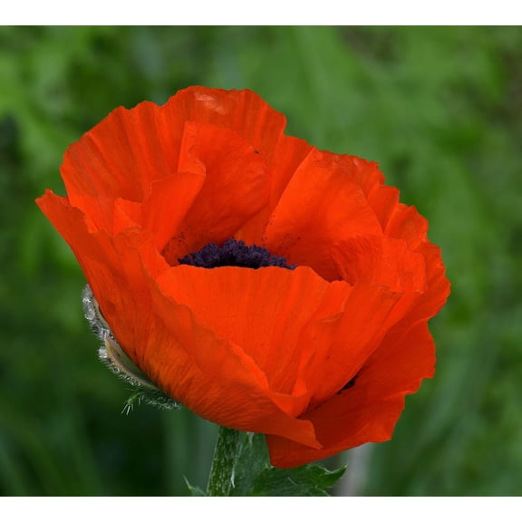 Poppy, Flanders, 100  Seeds, Stunning Bright Red Flower, Great Poppies