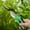 🔥 Green_New#1100, variant on Garden Pruning Shears - Handheld Bypass Pruner with Stainless Steel Rust-Resistant Blades | Pulley Lever Design | Ergonomic Anti-Slip Handle | Easy Effort-Saving Clipper for Plants, Branches | 6.1in